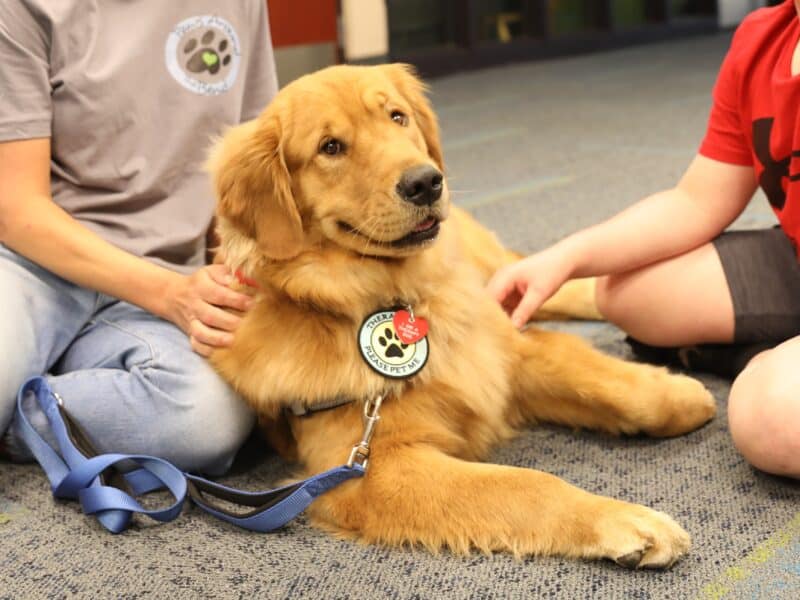 Service Dog