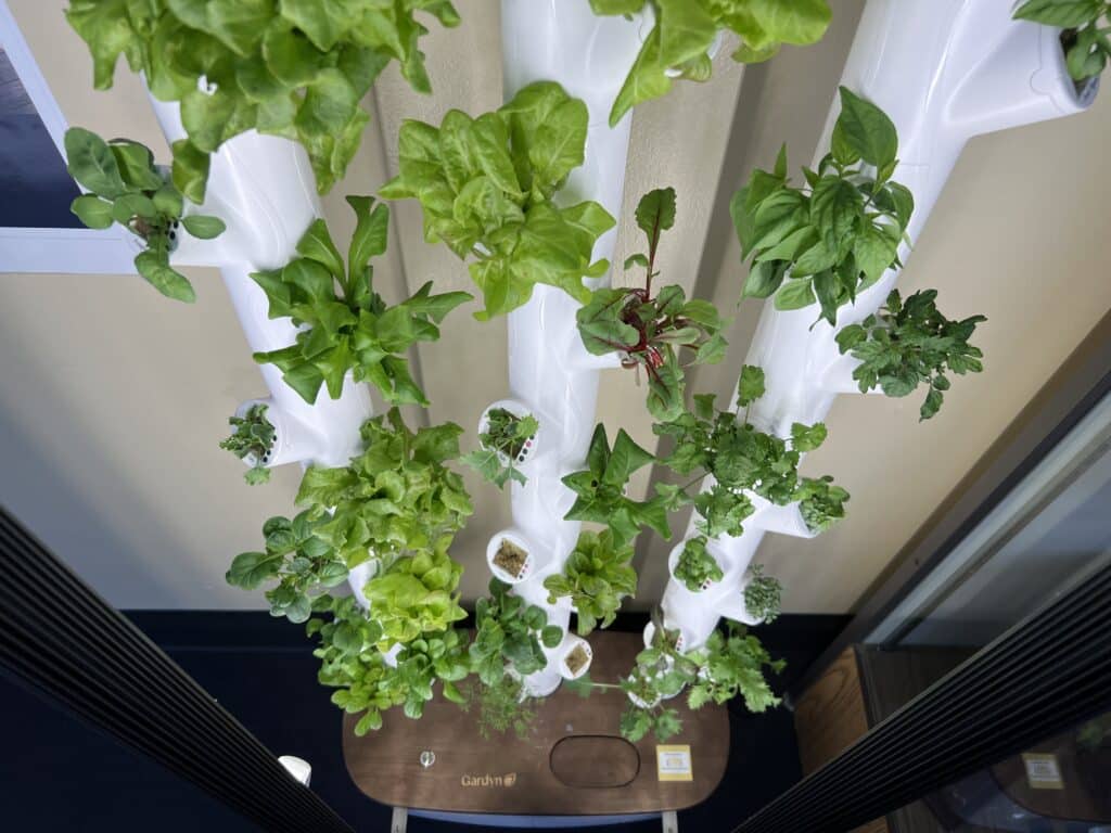 indoor plants